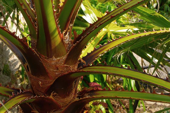 Washingtonia filifera